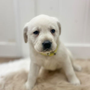 Meet your Posher, Marcie